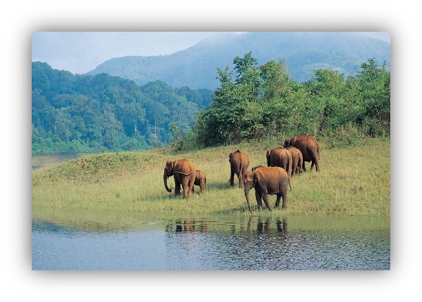 Munnar - Periyar