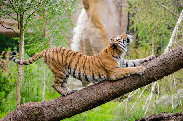 Taj Mahal et Tigre de Bengal